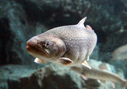 ニッコウイワナ 4